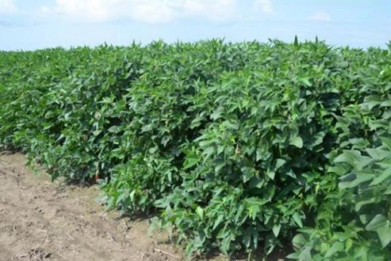 The relabeling requirement came about because of these products being reclassified as Restricted Use Products (RUP) when EPA approved the label renewal in December. 
