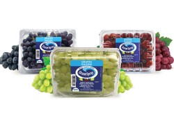 Ocean Spray black, red and green grapes in clamshell containers