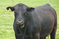 A breeding soundness exam is useful for both young and older bulls.