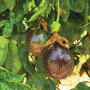 Mary Ostlund, marketing director for Brooks Tropicals Inc., says the company is teaching customers how tropicals grow and ripen to ensure consumerss get the best experience.