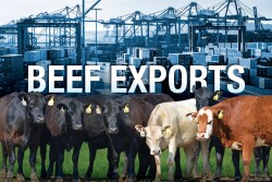 beef exports