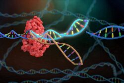 Genome editing technology has tremendous potential for quickly and accurately introducing desirable traits for productivity, health, fertility, animal welfare, food quality and safety in livestock populations.
