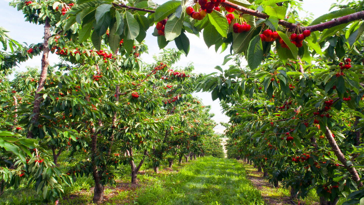 Cherry Case Study Cherry season shaping up well for volume and quality - The Packer