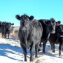 Cows in snow