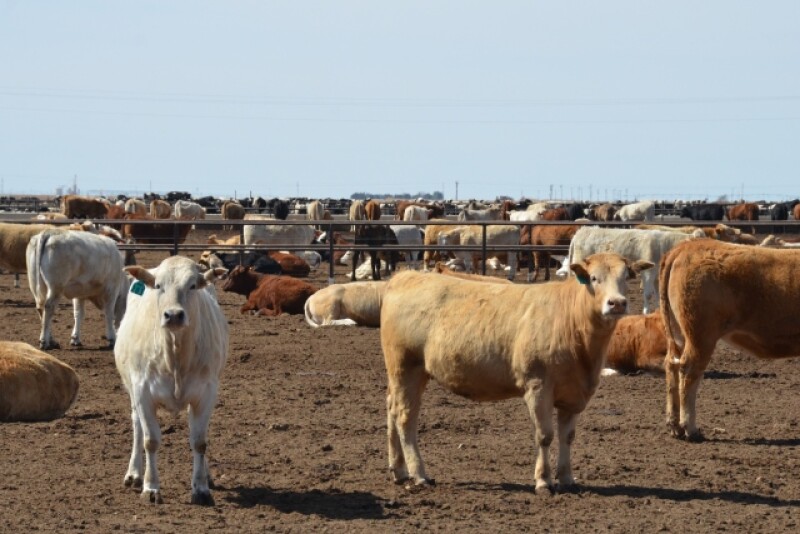 BT_Feedlot_Cattle_Texas