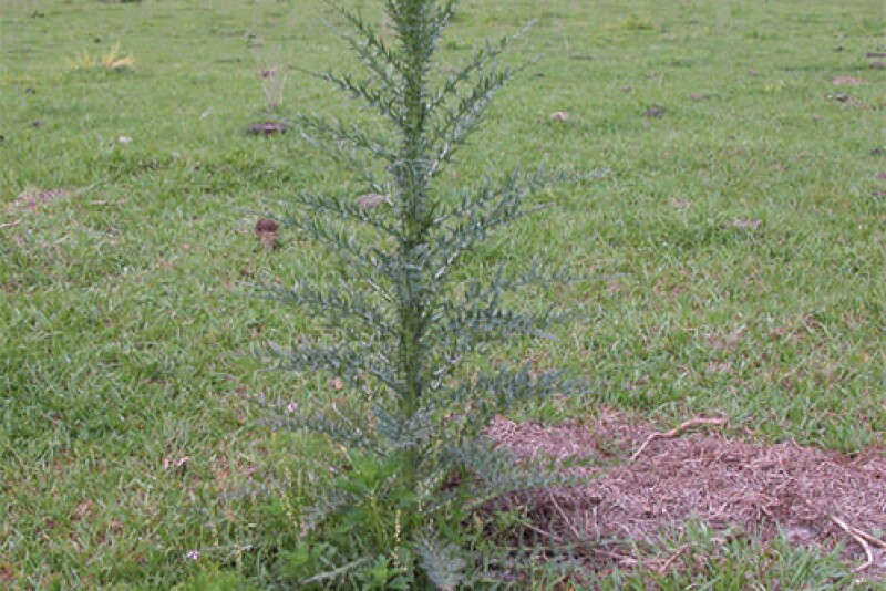 Thistle