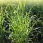 Switchgrass