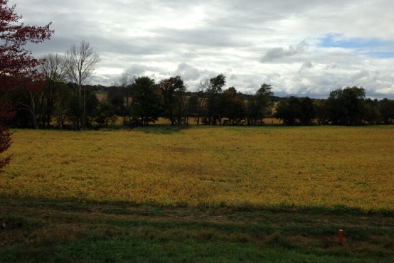 fall_soybeans