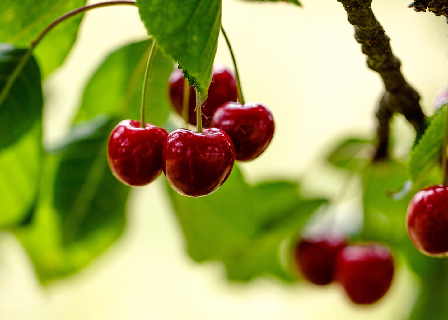 cherries