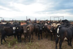 Get a behind the scenes view of shipping cattle from the Youngmeyer pens in the southern Flint Hills of Kansas (Note: scroll down below for video).