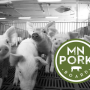 Minnesota Pork with Pigs in Background