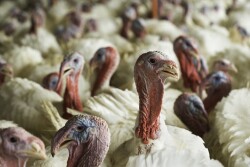 Polish veterinary authorities on Thursday were planning to cull tens of thousands of birds in the Lubartow area, a major poultry farming region.