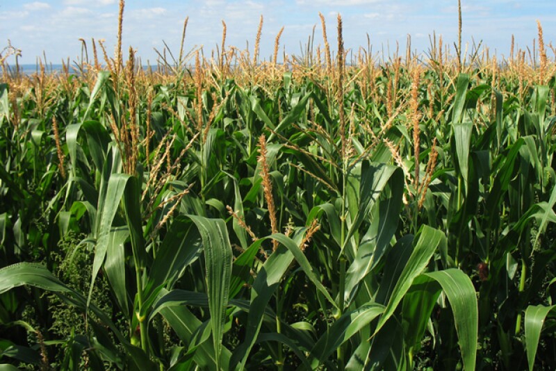 Corn field