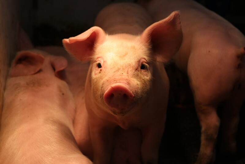 Piglet at Borgic Farms