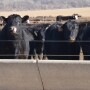 BT_Feedlot_Cattle_Nebraska