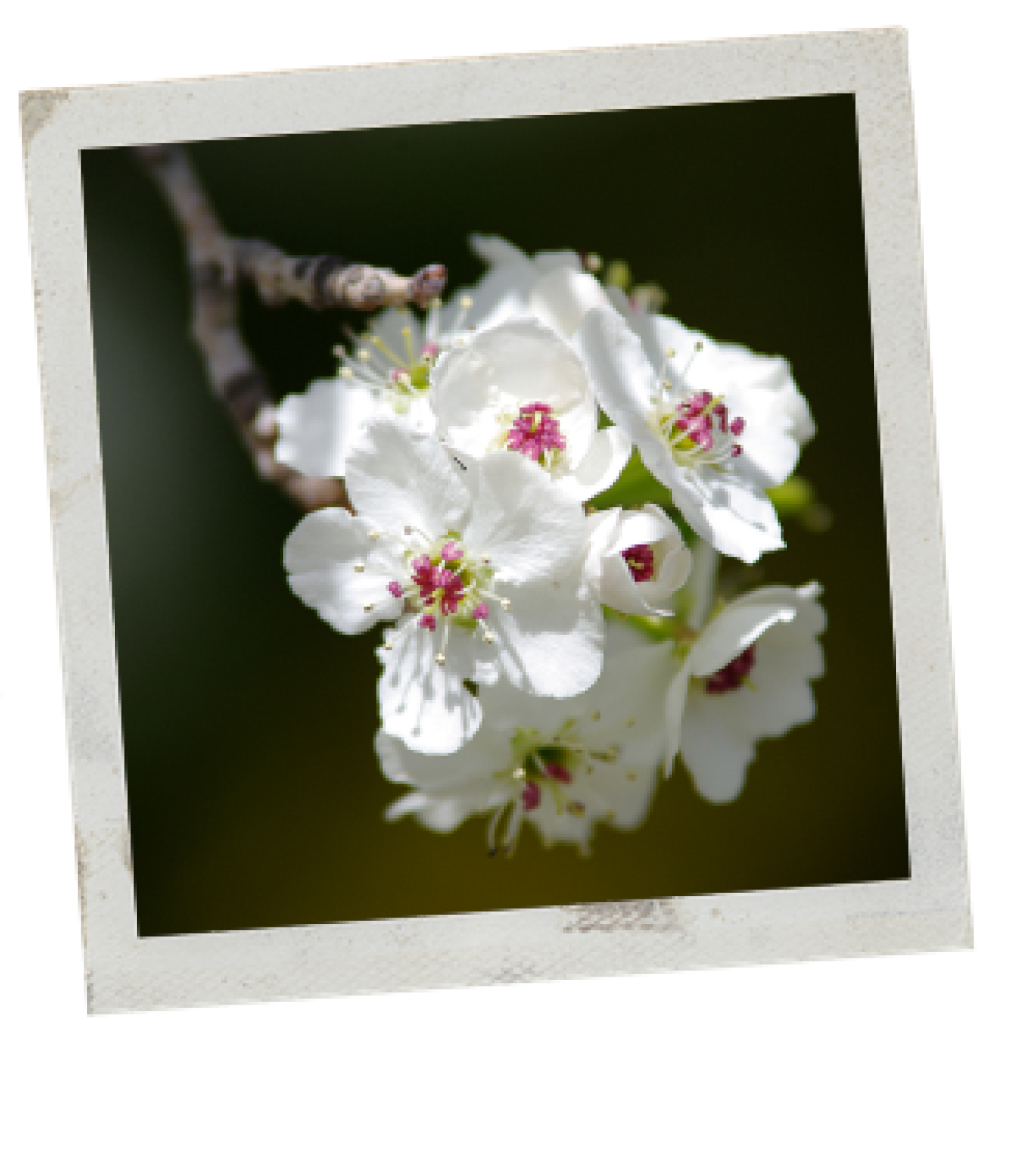 callery-polaroid.png