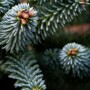 christmas_tree_closeup.jpg