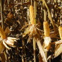 GE technology can improve yields and crop quality while reducing pesticide use and soil erosion.