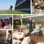 Collage of helping others