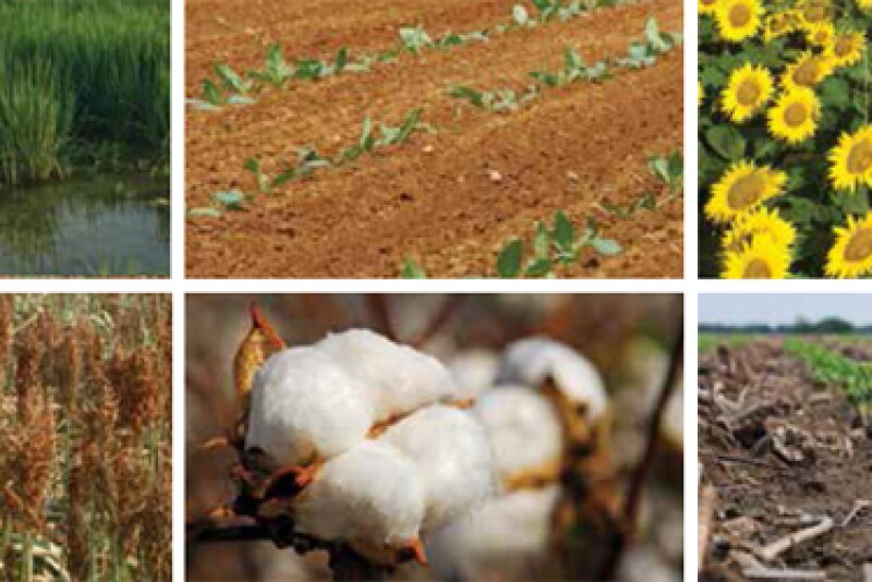 Various crops