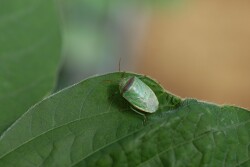 Redbanded stink bug