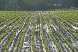 Farmers could soon have access to more accurate rainfall data.