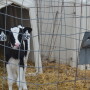 To minimize inbreeding in your herd, accurate animal identification will be key.
