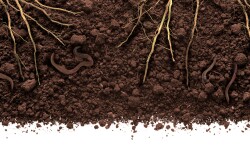 Soil health