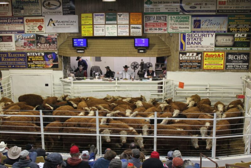 Mitchell Livestock Marketing, Mitchell, S.D.