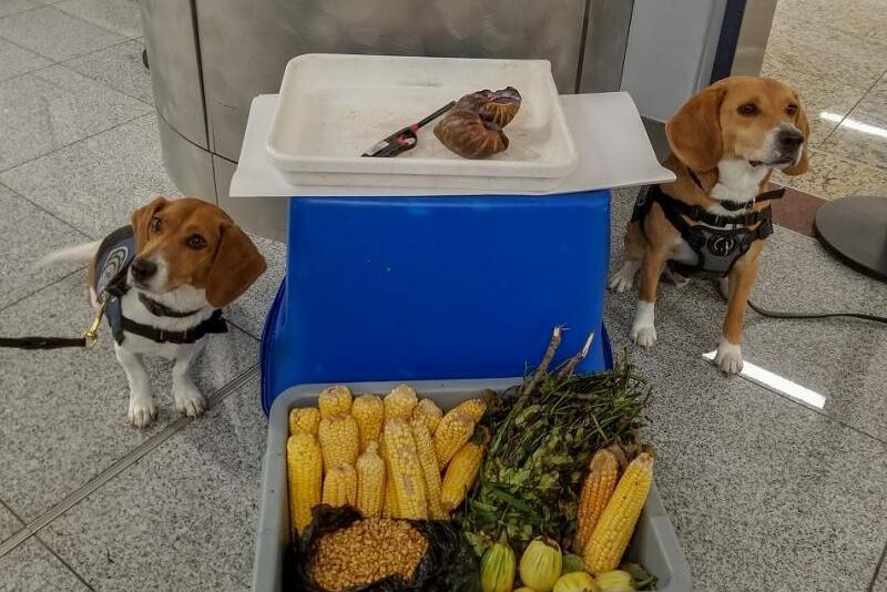 Beagles at airport