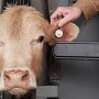 APHIS ear tag.jpg