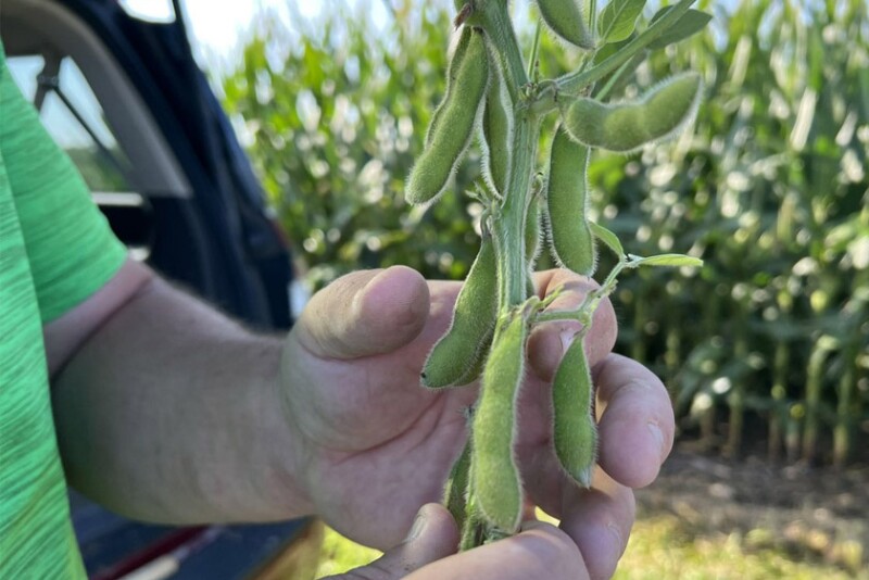 2022 Crop Tour Soybean Sample