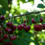 While there are numerous varieties of cherries, they are usually promoted as simply dark sweet or rainier.