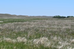 Pasture