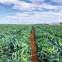 Brussels sprouts are the No. 1 organic seller for 4Earth Farms LLC, says Mark Munger, vice president of sales and marketing. The company has a core organic product line of about 25 items and sources from several growing areas, including Sonora, Mexico.