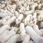 Pigs