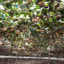 Zespri