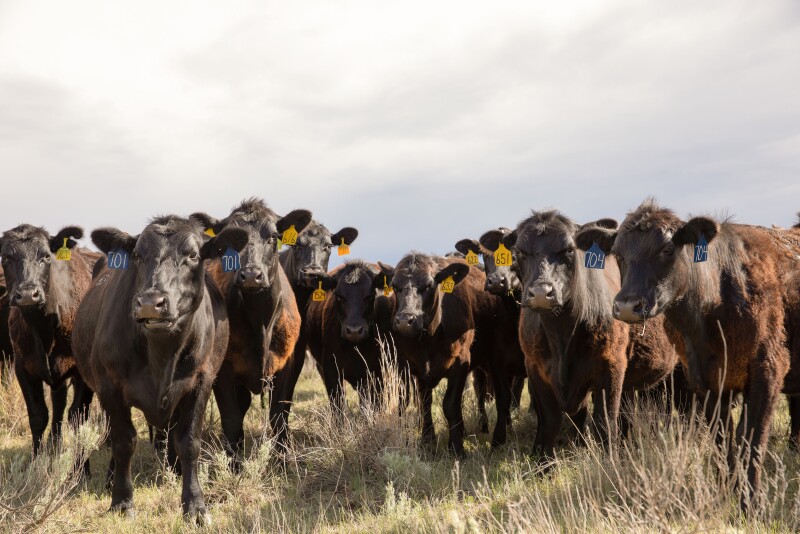 Angus cows