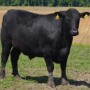 When buying a 4-H steer or other beef animal from a local producer, how much beef can you expect after processing? Check out these tips to calculate how many pounds of meat a beef animal will return.