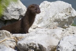 Activists released mink from farms.