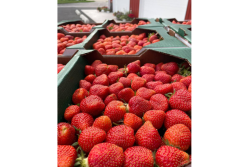 polter berry farms