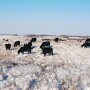 USU cows