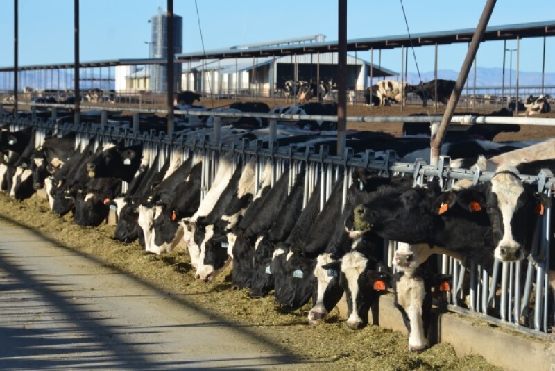 DT_Dairy_Cows_Feedline