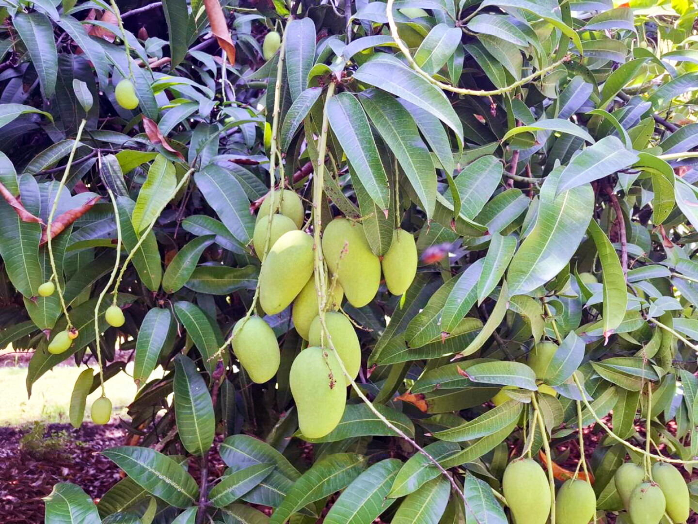 Mango Circular How Mango Season is Shaping Up After a Strong Start - The Packer