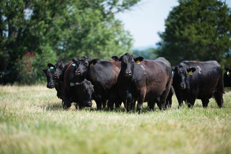Purina cows.jpeg
