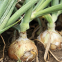 Snake River Produce onions
