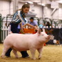 NJSA girl showing a pig