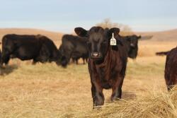 Ag markets will be affect by several issues.