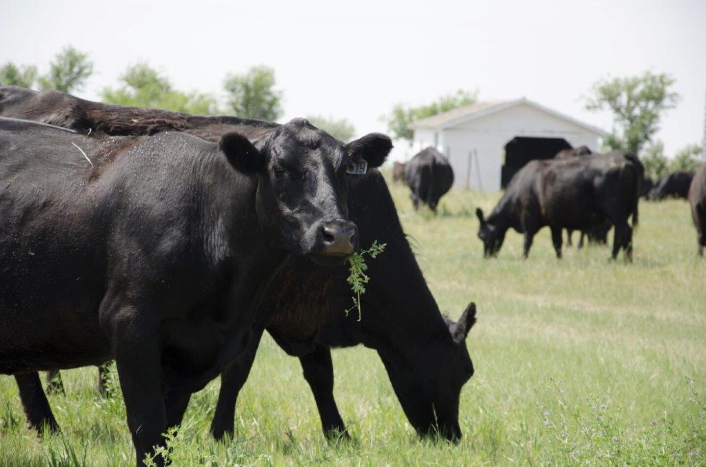 USDA%20CATTLE%207.jpg