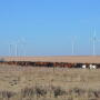 Cows wind turbines
